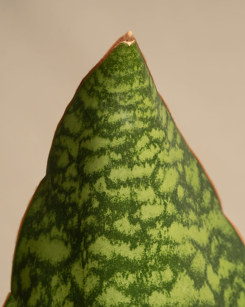 Detailaufnahme Sansevieria Victoria Blattspitze