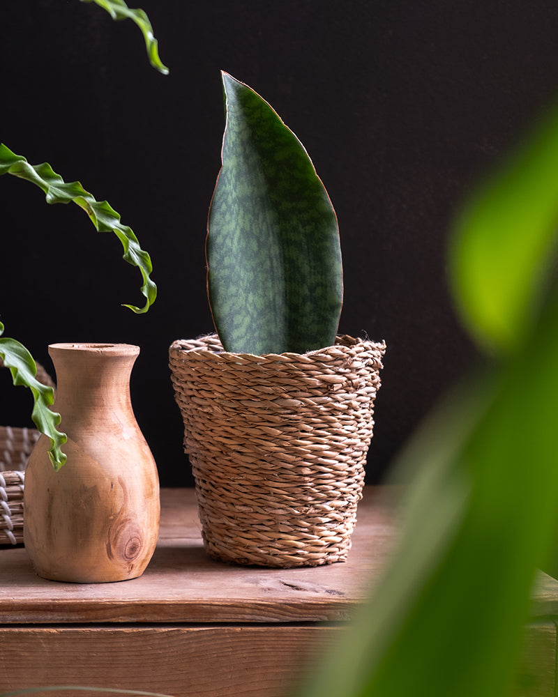 Sansevieria Victoria in einem Seegraskorb auf einer Holztruhe in einem dunklen Wohnzimmer