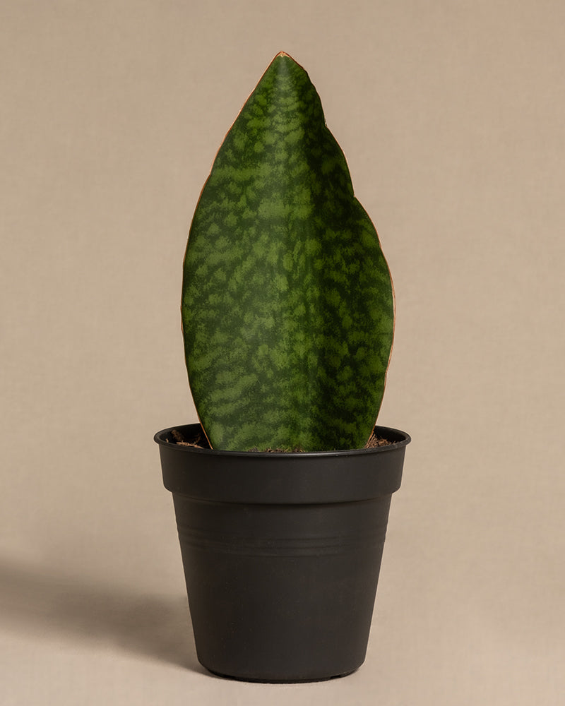 Sansevieria Victoria ohne Übertopf