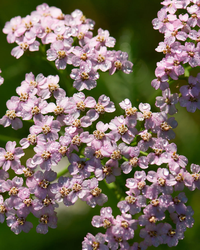 Schafgarbe blüte