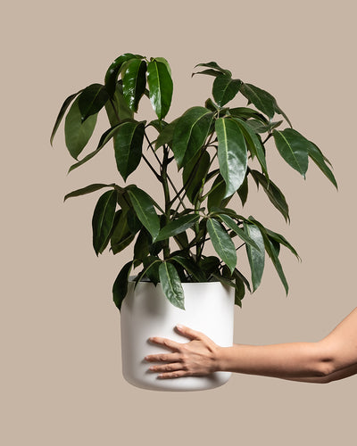 Eine üppig grüne Schefflera amate mit breiten Blättern wird in einem weißen Topf von einer Hand gehalten, die von der rechten Seite des Bildes aus nach außen ragt. Der Hintergrund ist in einem satten Beige gehalten.