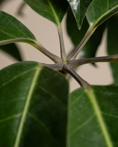 Nahaufnahme einer Schefflera amate mit glänzend grünen Blättern, die am Stiel zusammenlaufen. Die Blätter weisen eine ausgeprägte Mittelader auf, über deren Länge zarte hellgrüne Linien verlaufen. Der leicht unscharfe Hintergrund hebt diese Schefflera amate hervor.