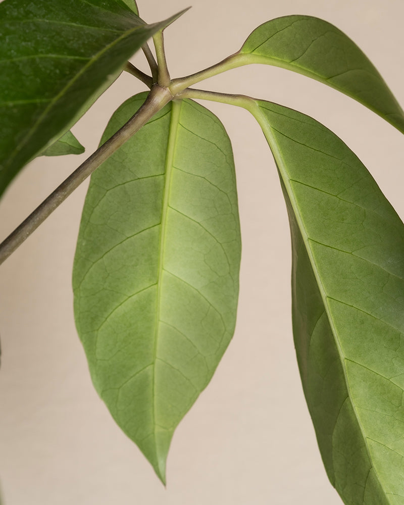 Nahaufnahme der Blätter der Schefflera amate. Zu sehen sind drei glatte, längliche grüne Blätter mit ausgeprägten Mitteladern, die alle mit einem dünnen Zweig vor einem beigen Hintergrund verbunden sind.