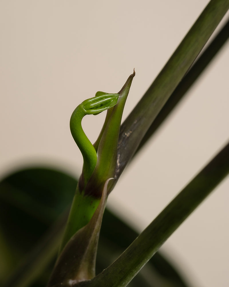 Nahaufnahme der sich entfaltenden glänzend grünen Blattknospe einer Monstera-Pflanze, umgeben von langen, schlanken Stielen vor einem hellen Hintergrund. In der Nähe sorgt die Schefflera amate mit ihren breiten Blättern für Tiefe. Die komplexen Texturen und leuchtenden Farben fangen einen Moment natürlichen Wachstums ein.