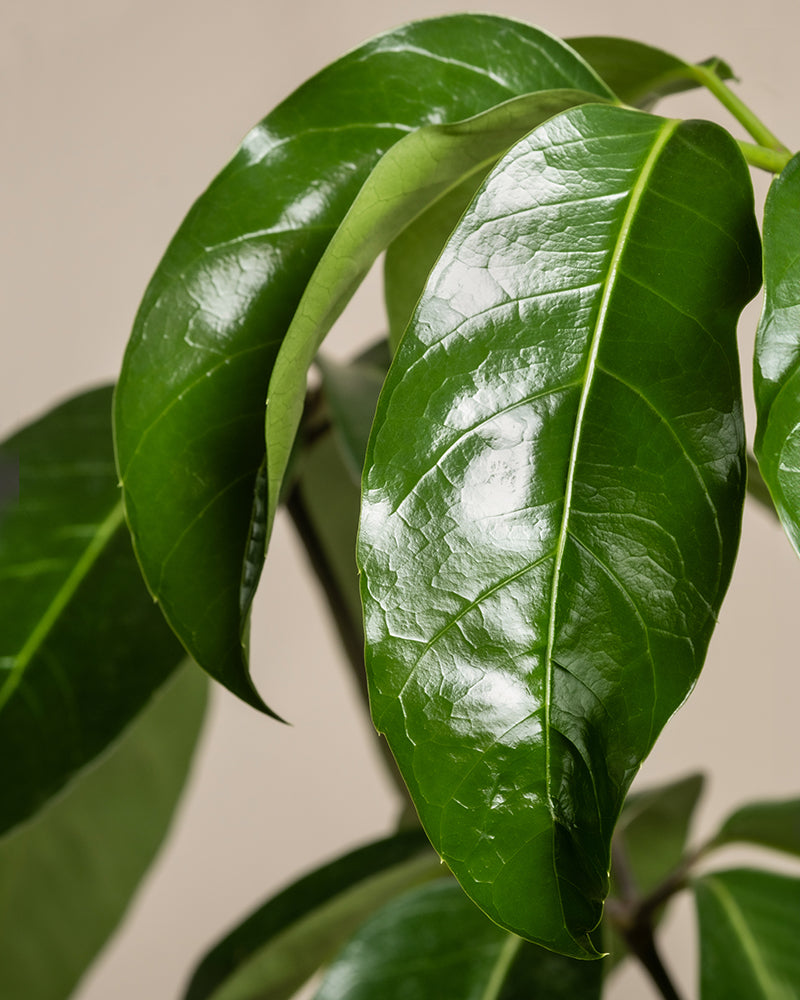 Nahaufnahme der leuchtend grünen Blätter der Schefflera amate mit einer glänzenden Oberfläche, die ihre glatte Textur und markanten Adern hervorhebt. Die länglichen, leicht gebogenen Blätter wirken vor einem leicht verschwommenen Hintergrund gesund und frisch.