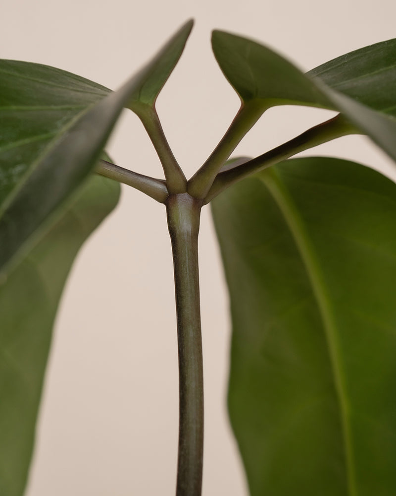 Nahaufnahme eines Schefflera-Amate-Stängels mit zwei großen grünen Blättern, die sich auf beiden Seiten erstrecken. Der Stängel verzweigt sich in eine Y-Form mit glatten, hellgrünen Oberflächen. Der Hintergrund hat eine neutrale, hellbeige Farbe.