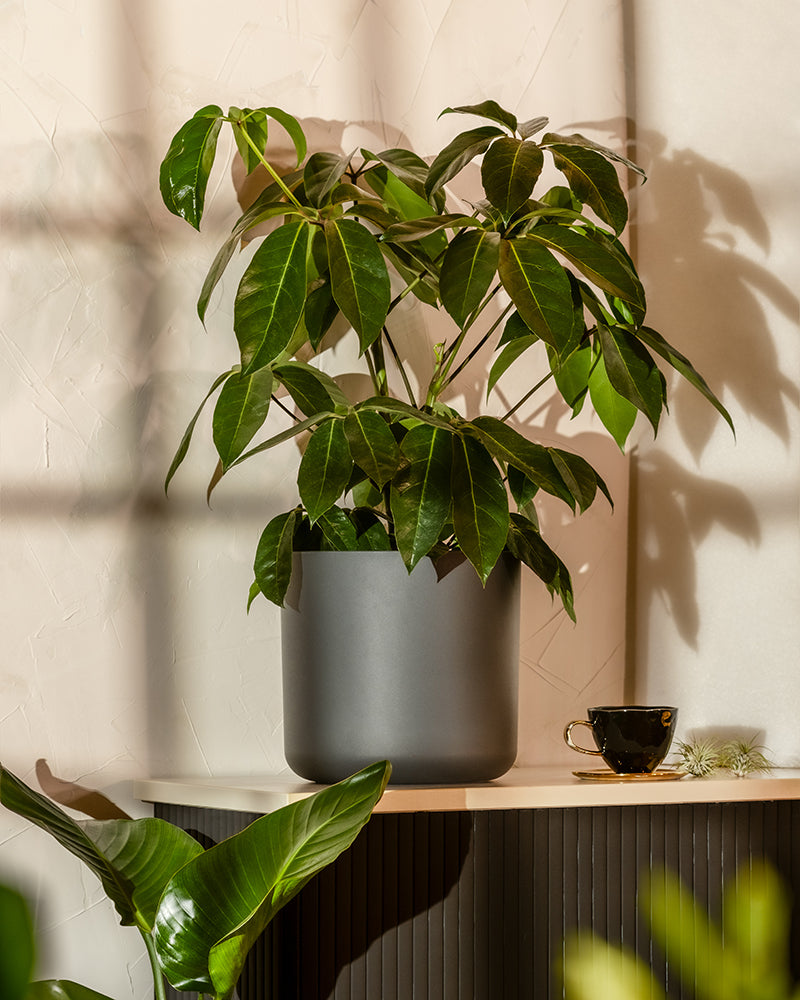 Eine üppig grüne Schefflera amate mit großen, glänzenden Blättern steht elegant in einem grauen Topf auf einem hellen Tisch. Neben der Pflanze steht eine schwarze Kaffeetasse mit passender Untertasse. Sonnenlicht fällt von links ein und erzeugt sanfte Schatten auf der strukturierten beigen Wand dahinter.