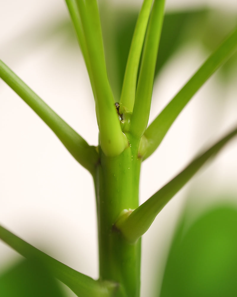 Detailaufnahme Schefflera