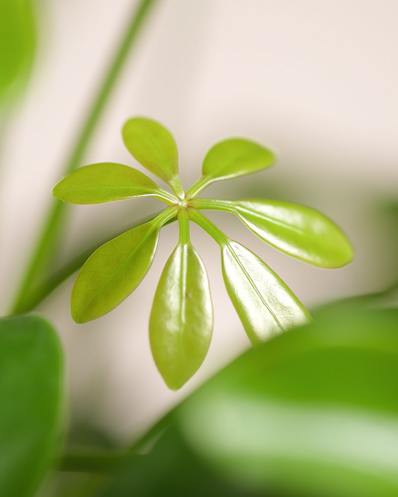 Detailaufnahme Schefflera Blatt