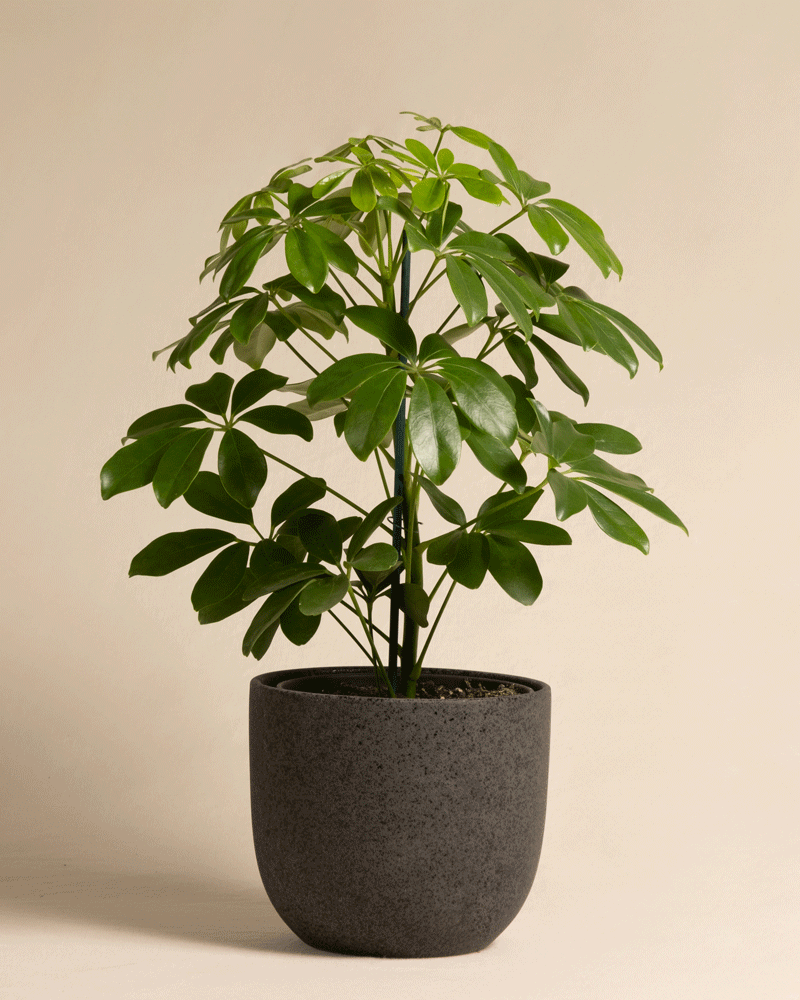 Schefflera in unterschiedlichen Direito Keramiktöpfen von feey