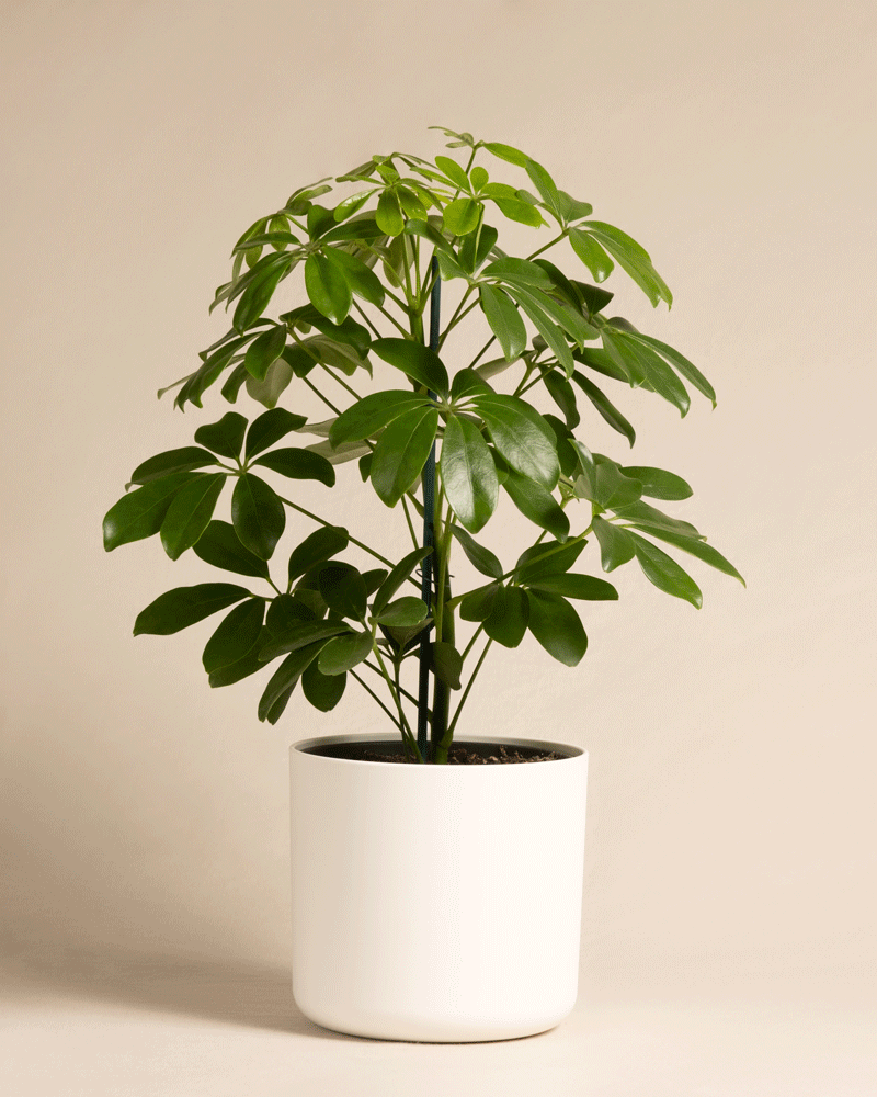 Schefflera in unterschiedlichen Soft Kunststofftöpfen von feey