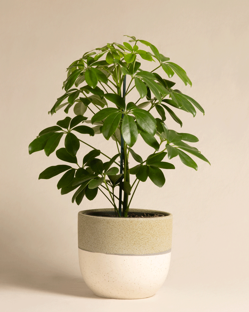 Schefflera in unterschiedlichen Variado Keramiktöpfen von feey