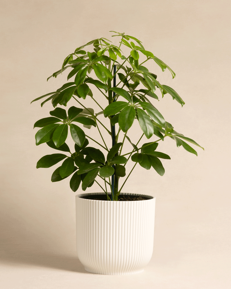 Schefflera in unterschiedlichen Vibes Kunststofftöpfen von feey