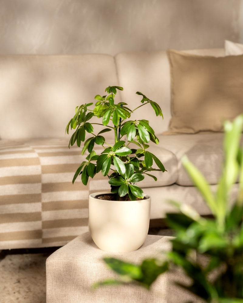 Schefflera in einem beigen Keramiktopf auf einem Sofahocker