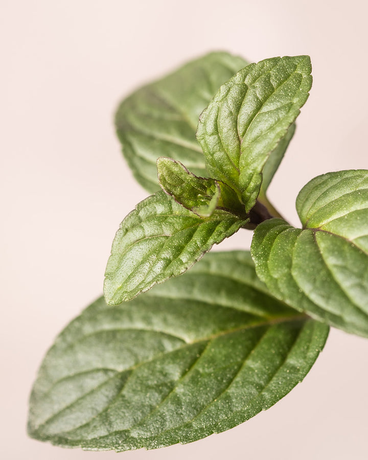 Schokoladenminze♡ Schokoladen Minze Mentha Schoko-Minze Pflanze (Mentha X