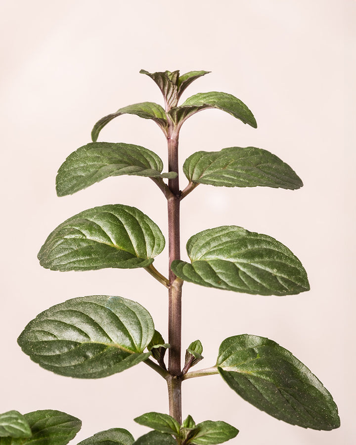 Schokoladenminze♡ Schokoladen Minze Mentha Schoko-Minze Pflanze (Mentha X