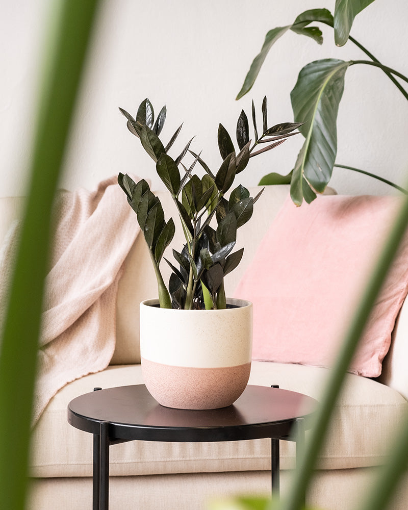 Eine grüne Topfpflanze in einem handgefertigten Keramik-Topfset „Variado“ (22, 18, 16, 14, 3 × 7) steht auf einem runden schwarzen Beistelltisch im Wohnzimmer. Ein cremefarbenes Sofa mit einem rosa Kissen und einer beigen Decke ziert den Hintergrund. Blätter einer anderen Pflanze rahmen den Vordergrund teilweise ein.