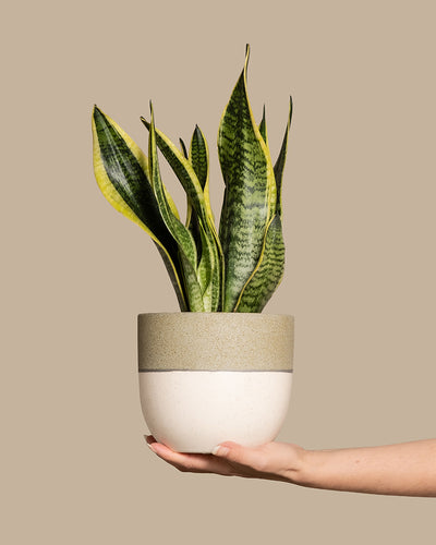 Eine Hand hält eine Schwiegermutterzunge (Sansevieria trifasciata 'Laurentii') im Topf, die lange, aufrechte grüne Blätter mit dunkelgrünen Streifen und gelben Rändern zeigt. Der Topf ist beige mit gesprenkelter Textur und steht vor einem schlichten beigen Hintergrund.