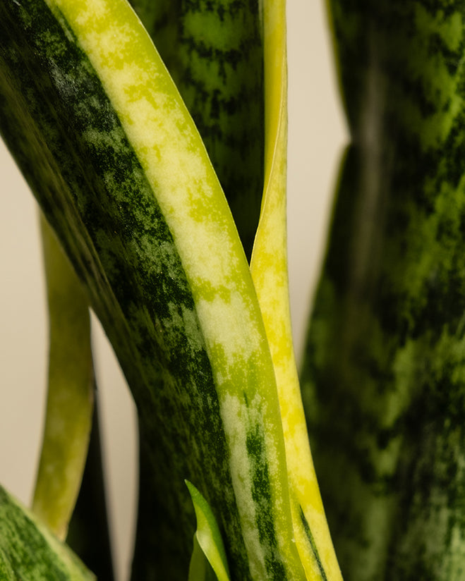 Nahaufnahme der gelbgrünen Blätter einer Schwiegermutterzunge (Sansevieria trifasciata 'Laurentii'). Auffallend sind die kräftigen Grüntöne mit gesprenkelten Mustern, die von einem gelben Rand eingefasst sind. Der Hintergrund ist sanft verschwommen, wodurch die Texturen und Farben dieser Bogenhanf-Sorte hervorgehoben werden.