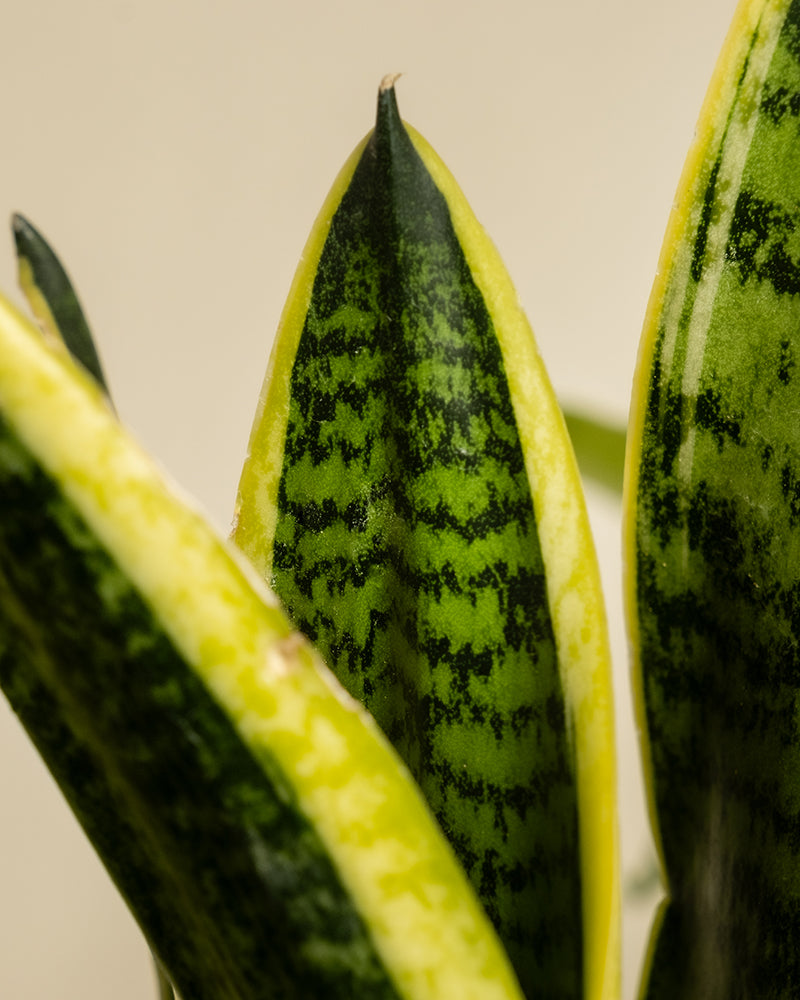 Nahaufnahme der Blätter der Schwiegermutterzunge, auch bekannt als Sansevieria trifasciata 'Laurentii' oder Bogenhanf, mit charakteristischen grünen und gelben Mustern. Die Blätter weisen dunkelgrüne horizontale Streifen und hellgelbe Ränder auf, während der unscharfe Hintergrund die komplizierten Details der Pflanze hervorhebt.