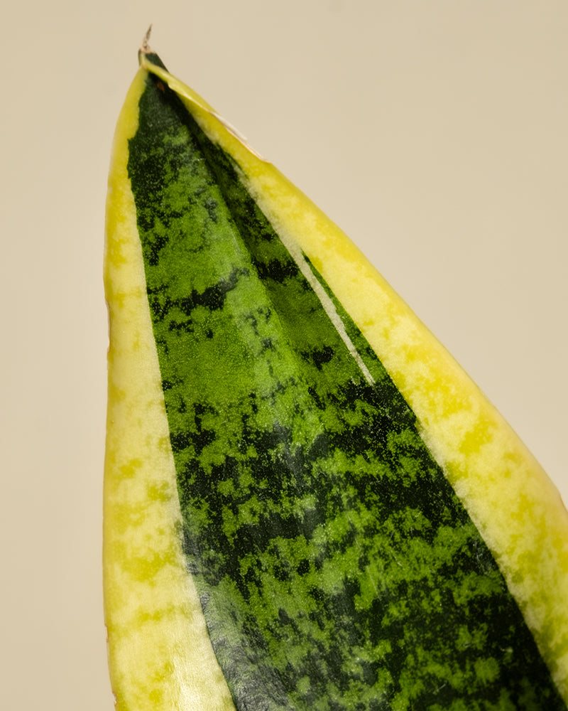 Nahaufnahme eines einzelnen Blattes der Schwiegermutterzunge. Das längliche, spitze Blatt weist in der Mitte eine dunkelgrüne und hellgrüne Marmorierung auf, die von einem gelben Rand begrenzt wird. Der Hintergrund ist schlicht und hell gefärbt.