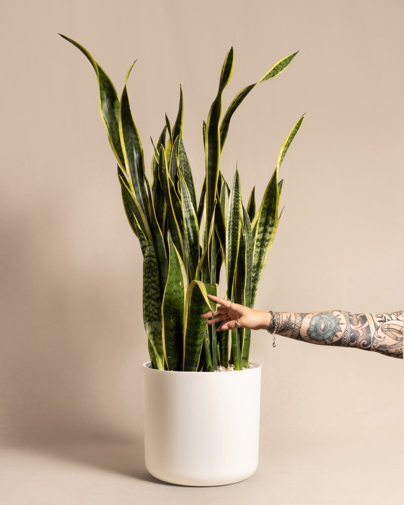 Ein mit bunten Tattoos geschmückter Arm streckt sich nach einer großen, lebendigen Schwiegermutterzunge XXL in einem weißen Topf vor einem sanften beigen Hintergrund aus. Die langen, spitzen grünen Blätter der Pflanze mit den gelben Rändern fallen deutlich auf.