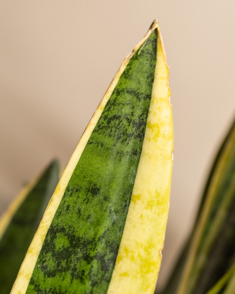 Nahaufnahme eines Blattes der **Schwiegermutterzunge XXL** mit ihrem markanten grün-gelben bunten Muster. Das Blatt, oft auch Schwiegermutterzunge genannt, ist lang und spitz, hat einen dicken gelben Rand und eine dunkelgrüne Mitte mit helleren grünen Flecken. Der Hintergrund ist leicht verschwommen, wodurch die Aufmerksamkeit auf das Blatt gelenkt wird.