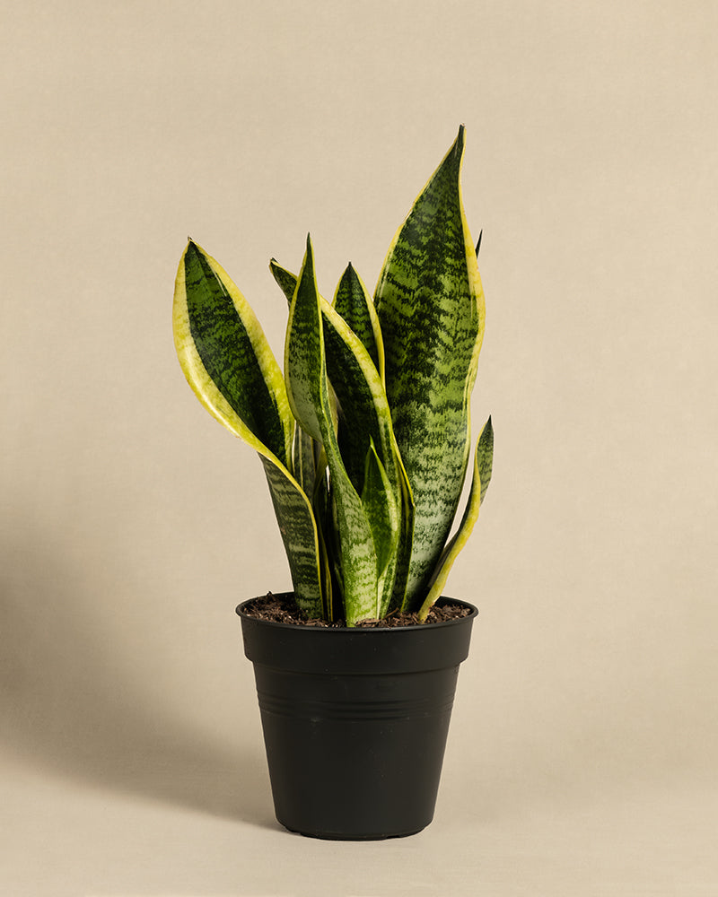 Eine Schwiegermutterzunge (Sansevieria trifasciata 'Laurentii'), allgemein als Bogenhanf bekannt, wird in einem schwarzen Topf präsentiert. Ihre hohen, aufrechten, schwertförmigen Blätter haben grüne horizontale Streifen mit gelben Rändern. 