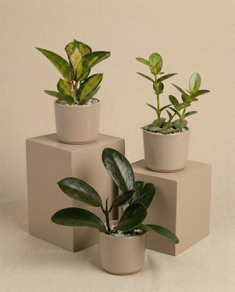 Drei pflegeleichte Baby Hoya (3er-Set) - feige Zimmerpflanzen mit glänzend grünen Blättern sind auf beigen Würfeln vor neutralem Hintergrund arrangiert, jeweils in einem schlichten beigen Topf mit weißen Kieselsteinen bestückt.