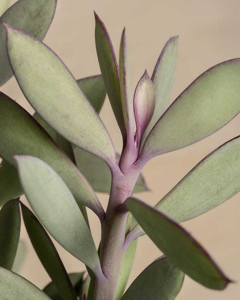 Die Nahaufnahme von Senecio crassissimus hebt seine länglichen, fleischigen grünen Blätter mit violetten Schattierungen in der Nähe des Stiels hervor. Diese auffälligen Blätter sind abwechselnd entlang eines dicken Mittelstiels angeordnet und heben sich von einem weichen beigen Hintergrund ab.