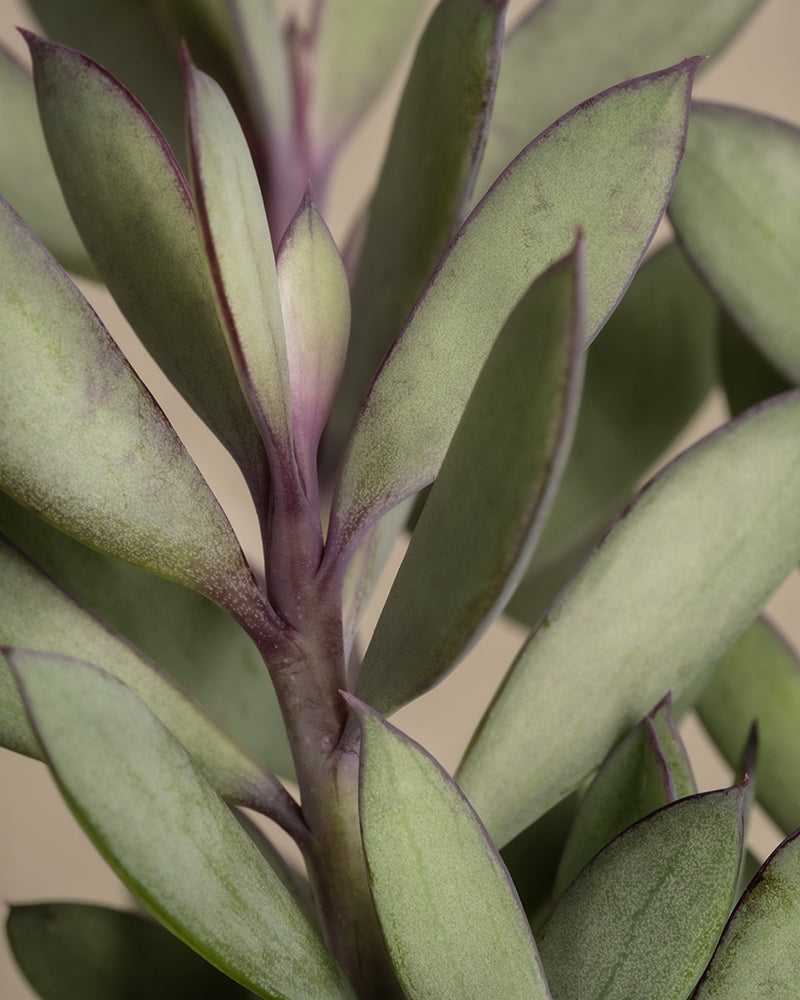 Nahaufnahme einer Sukkulente der Art Senecio crassissimus mit länglichen grünen Blättern mit dezent violetten Rändern und Stielen. Der neutrale Hintergrund hebt die auffällige Textur und Farbe der Pflanze hervor.