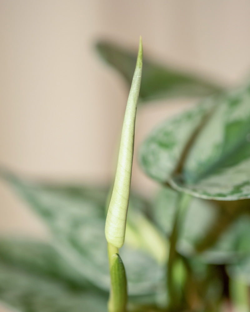 Nahaufnahme einer einzelnen, schlanken grünen Knospe an einer Pflanze, die kurz vor der Blüte steht. Der Hintergrund ist sanft verschwommen und hebt zusätzliche grüne Blätter mit einem bunten Muster hervor. Dieses ruhige Bild fängt einen der grünen Schätze der Natur ein und konzentriert sich auf die frische Knospe, die sich von den reiferen Blättern abhebt. Diese Szene ist Teil der Harmony Bundle-Kollektion und verkörpert Ruhe und natürliche Schönheit.