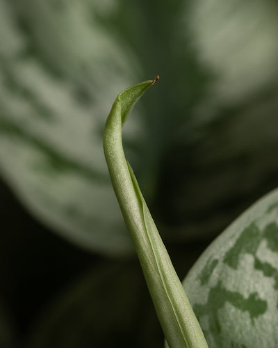 Eine Nahaufnahme des sich entfaltenden neuen Blattes einer Silbernen Efeutute. Das Blatt ist fest eingerollt, hat eine zarte, spitze Spitze und ist von anderen reifen, bunten grünen Blättern mit helleren grünen Mustern umgeben. Der sanft fokussierte Hintergrund hebt das frische Wachstum perfekt hervor.