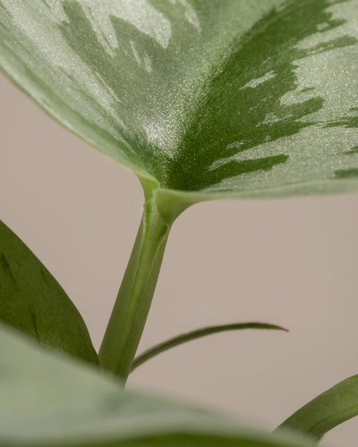 Nahaufnahme des Stiels und der Blätter eines Pflanzen-Sets fürs Regal vor einem schlichten Hintergrund. Das Blatt im Fokus hat eine grüne Grundfarbe mit hellgrünen bis weißen bunten Mustern und der Stiel ist fest und grün. Das Bild fängt die detaillierte Textur des Blattes und Stiels ein.
