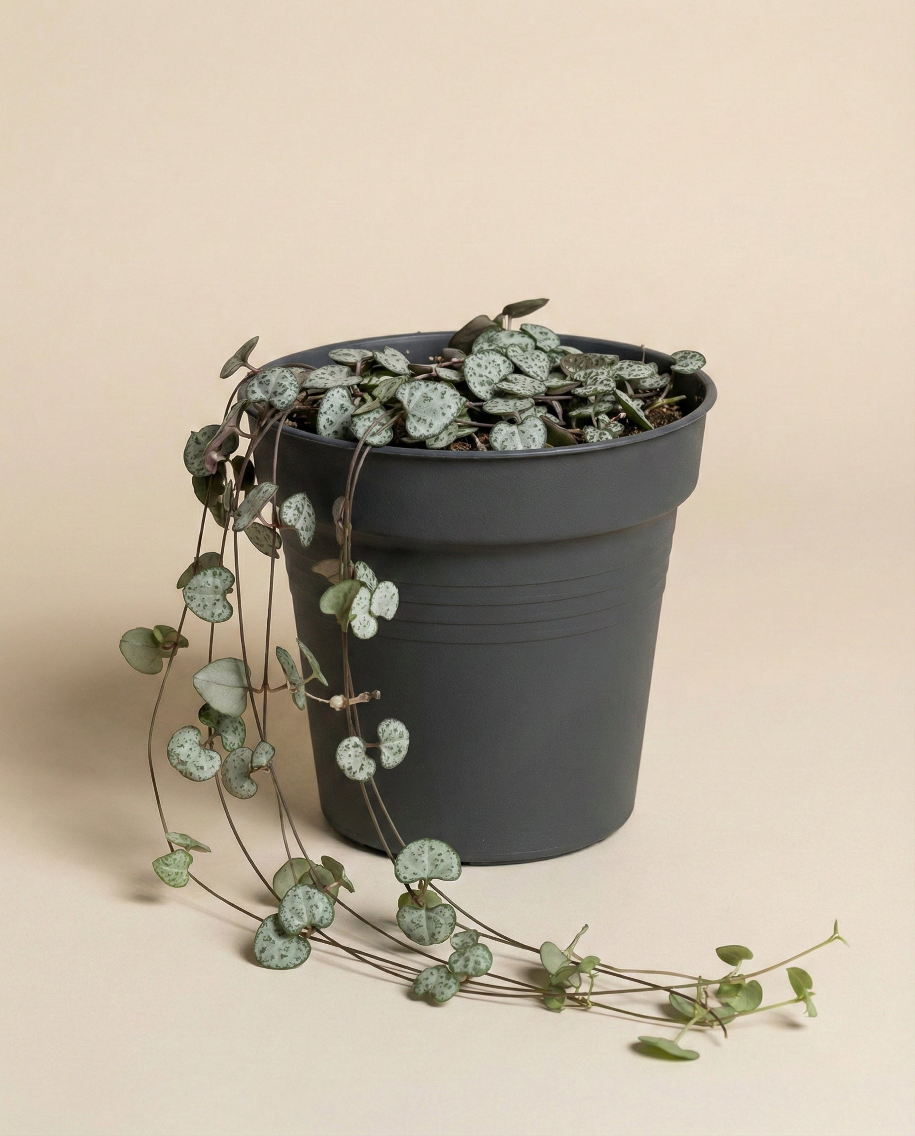 Die Leuchterpflanze, eine hängende Zimmerpflanze mit herzförmigen grünen Blättern und silbrigen Flecken, wächst in einem einfachen dunkelgrauen Plastiktopf vor einem schlichten beigen Hintergrund.