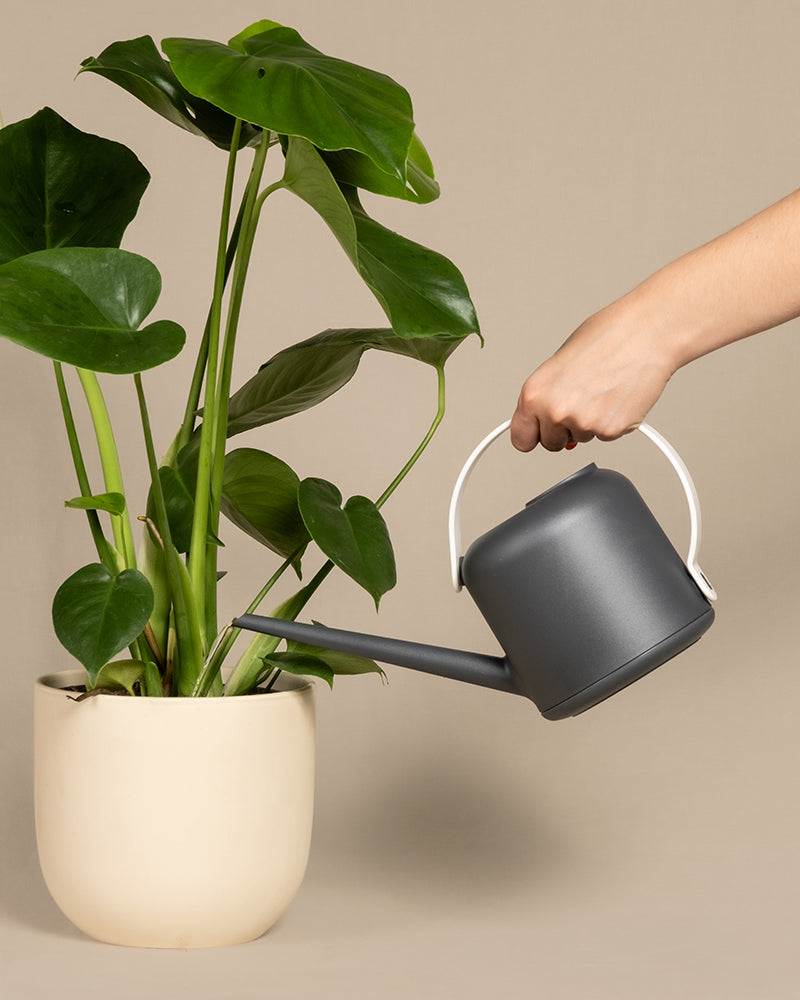 Eine Hand gießt eine Zimmerpflanze mit großen grünen Blättern mithilfe einer grauen Soft Giesskanne. Die Pflanze steht in einem beigen Topf vor einem schlichten beigen Hintergrund und verkörpert ein zeitloses Design.