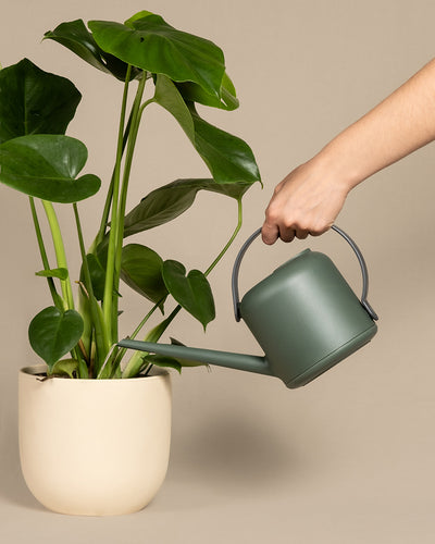 Eine Hand hält eine grüne Soft-Gießkanne und gießt Wasser auf eine Zimmerpflanze mit großen, glänzenden Blättern. Die Pflanze steht in einem beigen Topf vor einem schlichten, neutralen Hintergrund.