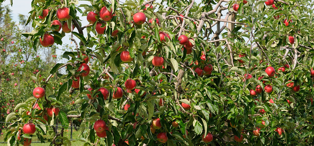 Apfelbaum im Sommer [Sommer]