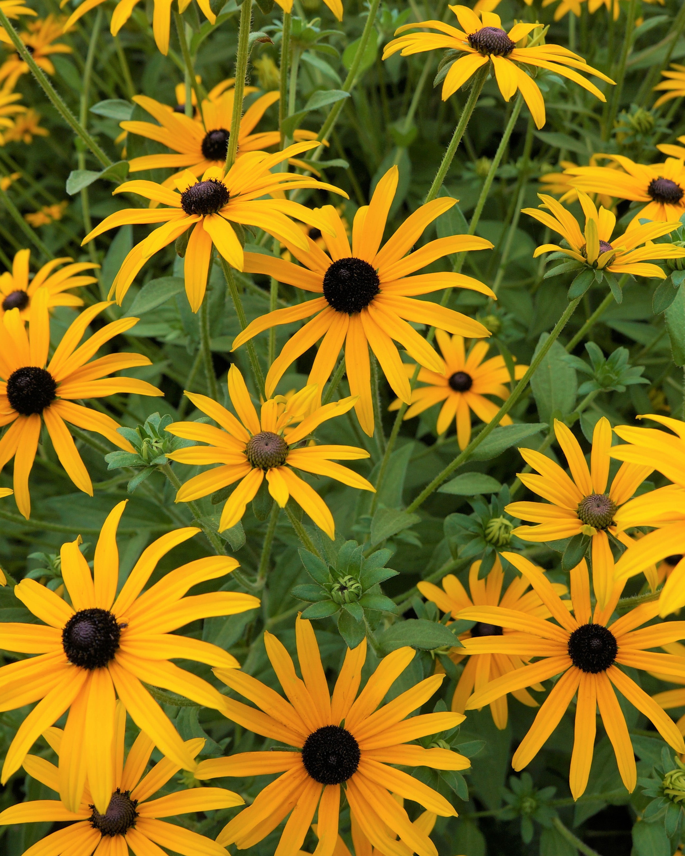 Ein Büschel Gelber Sonnenhut (Wurzelstock) zeigt leuchtend gelbe Blütenblätter und dunkelbraune Zentren, umrahmt von üppigen grünen Blättern - das sind die klassischen gelben Blumen in ihrer Blütezeit.