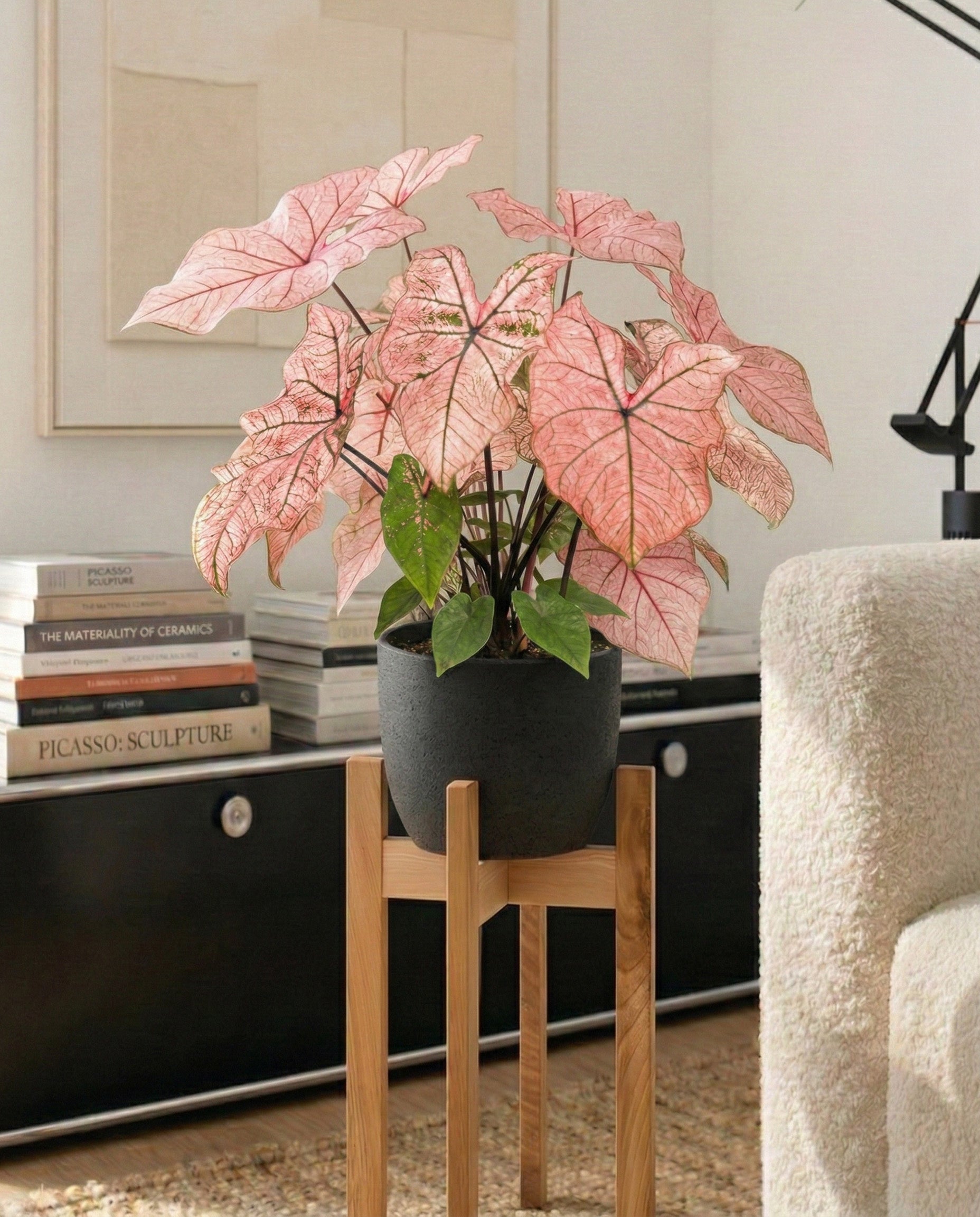 Ein Caladium 'Spring Fling' mit großen rosafarbenen und grünen Blättern steht auf einem Holzständer in einem modernen Wohnzimmer neben einem weißen Sofa und einem mit schwarzen Büchern gefüllten Schrank, an dessen Wand gerahmte Kunstwerke hängen.