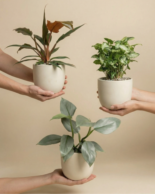 Drei Hände halten das St. Galler Trio - drei verschiedene Zimmerpflanzen, darunter ein üppiger Philodendron, in weißen Töpfen vor einem beigen Hintergrund. Jede Pflanze hat ein einzigartiges Blattwerk, das dieses Zimmerpflanzen-Set wunderschön präsentiert.