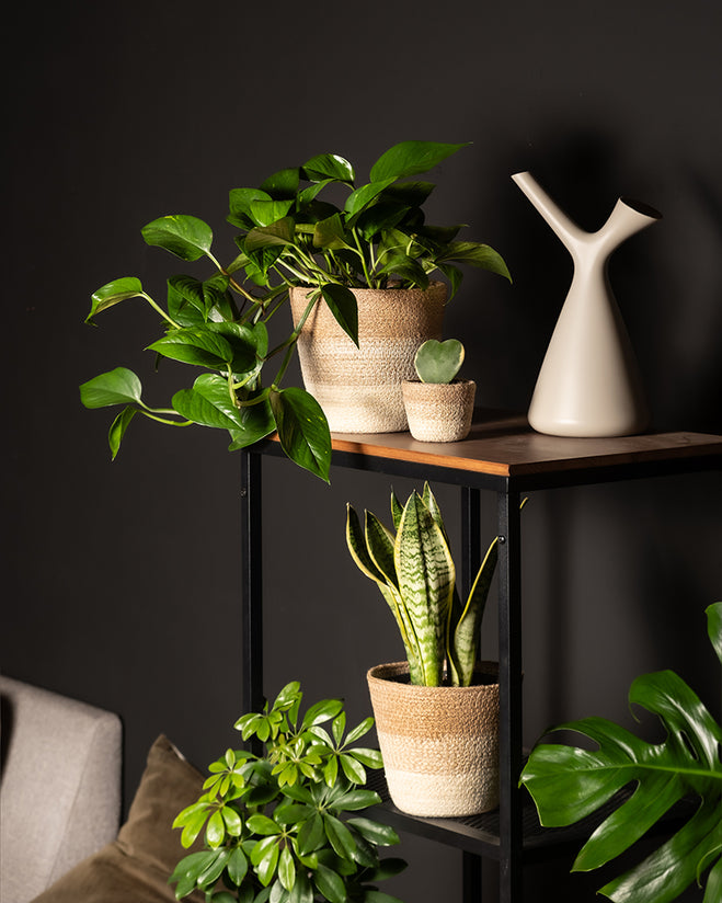 Ein schwarzes Metallregal an einer dunklen Wand beherbergt Topfpflanzen, darunter eine Schwiegermutterzunge und ein Philodendron. Eine moderne weiße Vase mit einzigartigem Design wertet das Dekor auf und schafft einen ruhigen Bereich für jedes engagierte Pflanzenelternteil. Empfohlenes Produkt: Starter-Set.