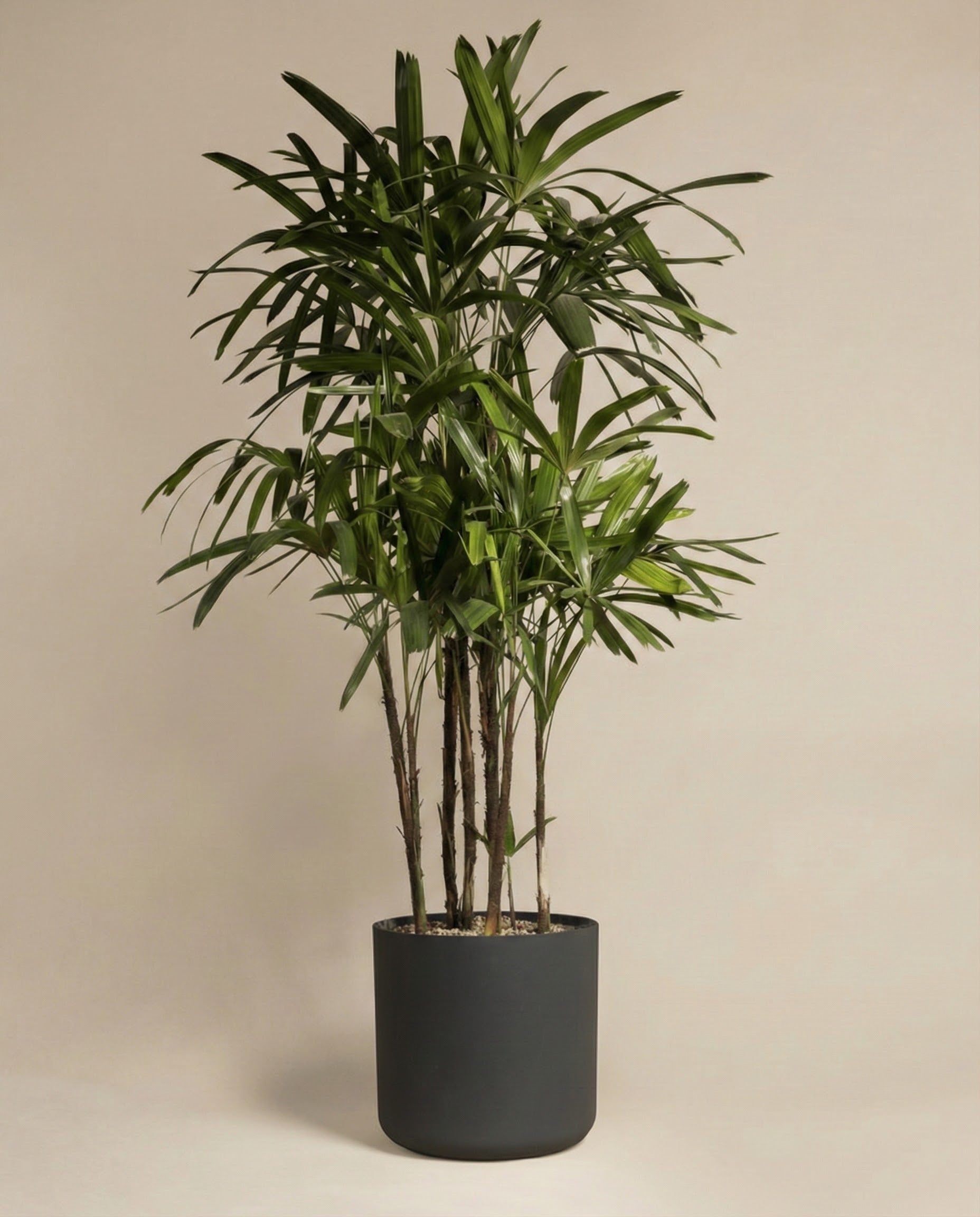 Eine üppige Steckenpalme XXL mit schmalen, spitzen grünen Blättern in einem schlichten, dunklen zylindrischen Pflanzgefäß steht vor einem schlichten beigen Hintergrund.