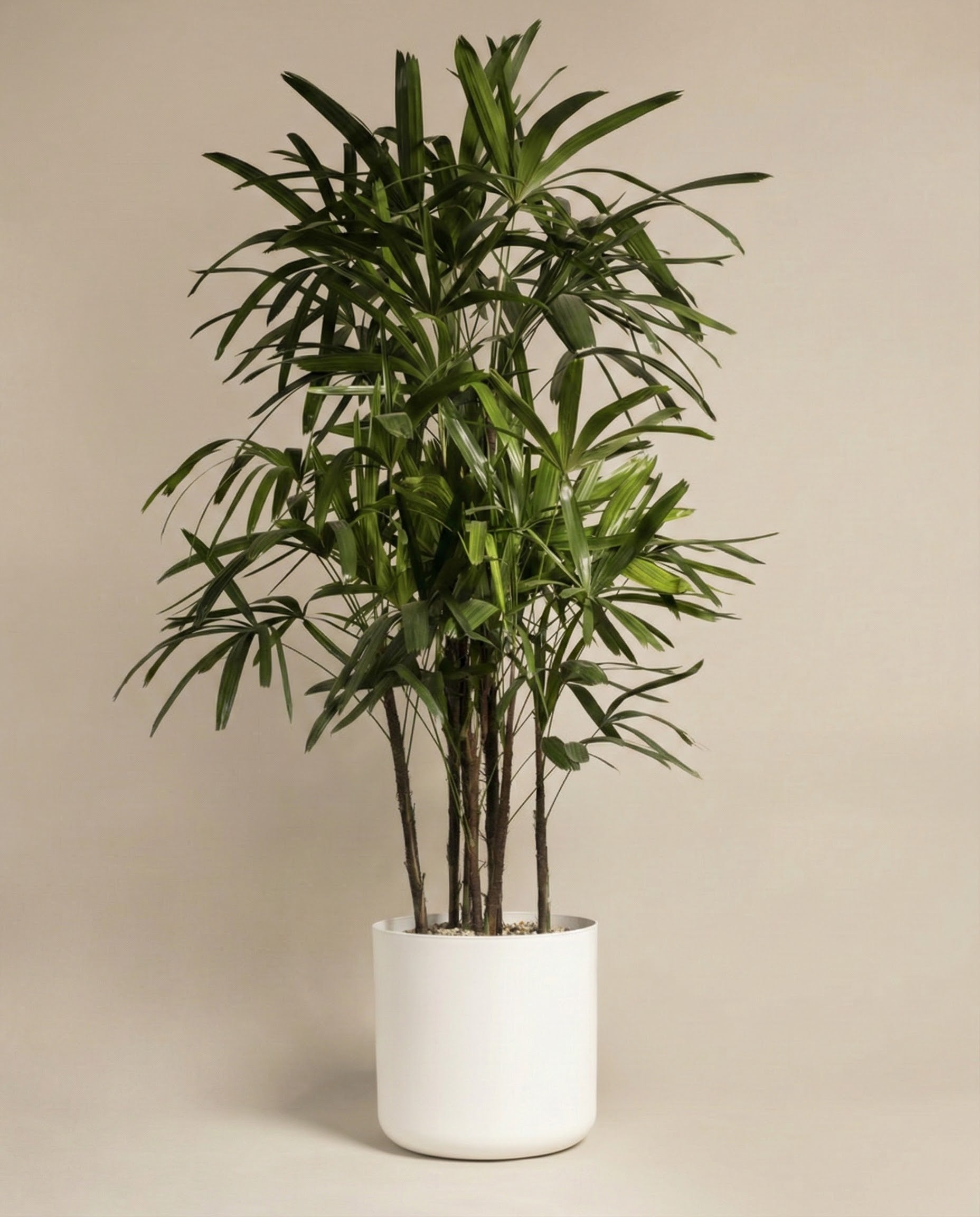 Eine große Steckenpalme XXL, bekannt als Rhapis excelsa, zeichnet sich durch üppige grüne Blätter vor einem beigen Hintergrund aus. Diese elegante Palme verfügt über mehrere Stämme und glänzende, längliche Blätter in einem einfachen weißen zylindrischen Topf.