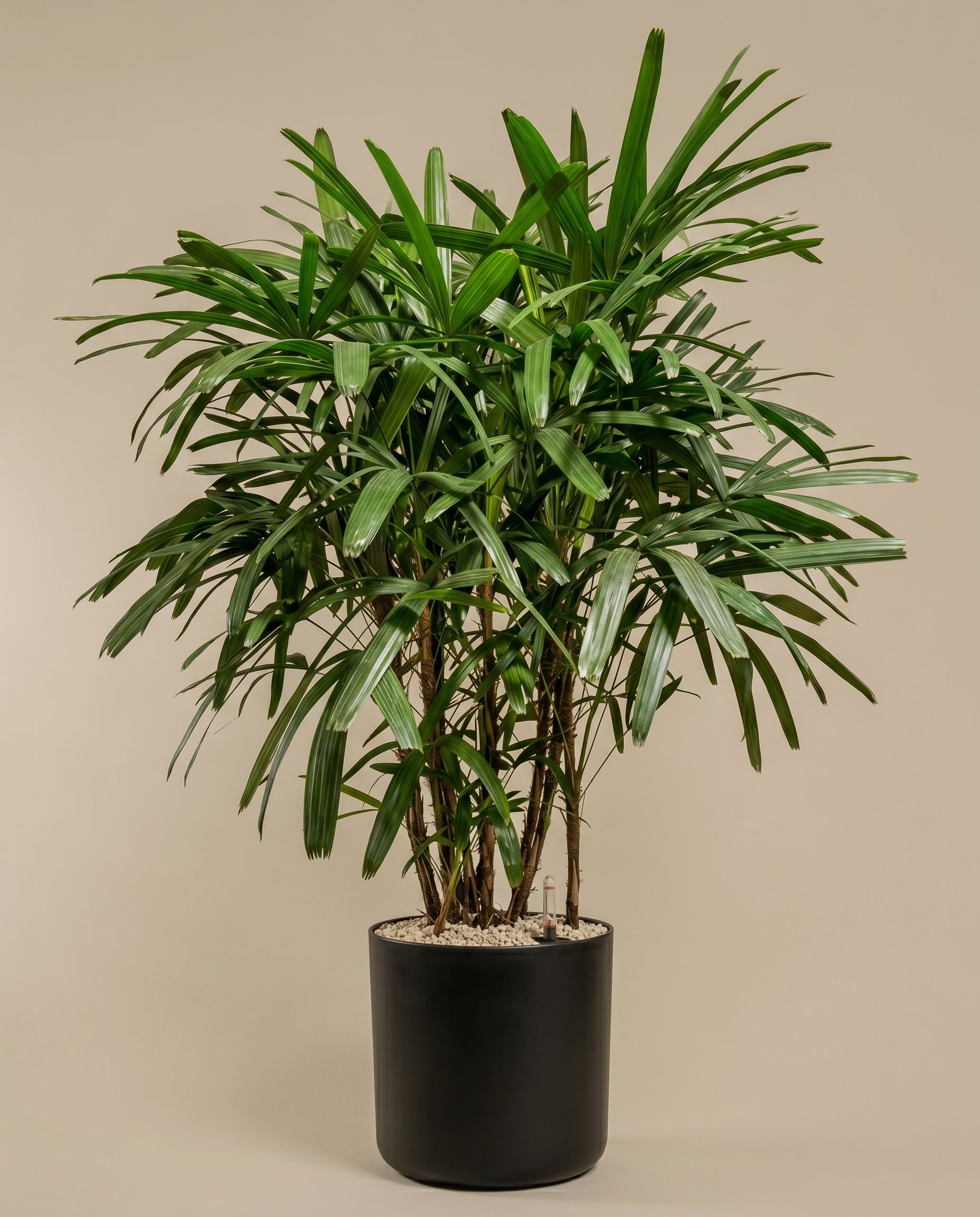 Eine üppige Steckenpalme XXL mit schmalen, spitzen grünen Blättern in einem schlichten, dunklen zylindrischen Pflanzgefäß steht vor einem schlichten beigen Hintergrund.
