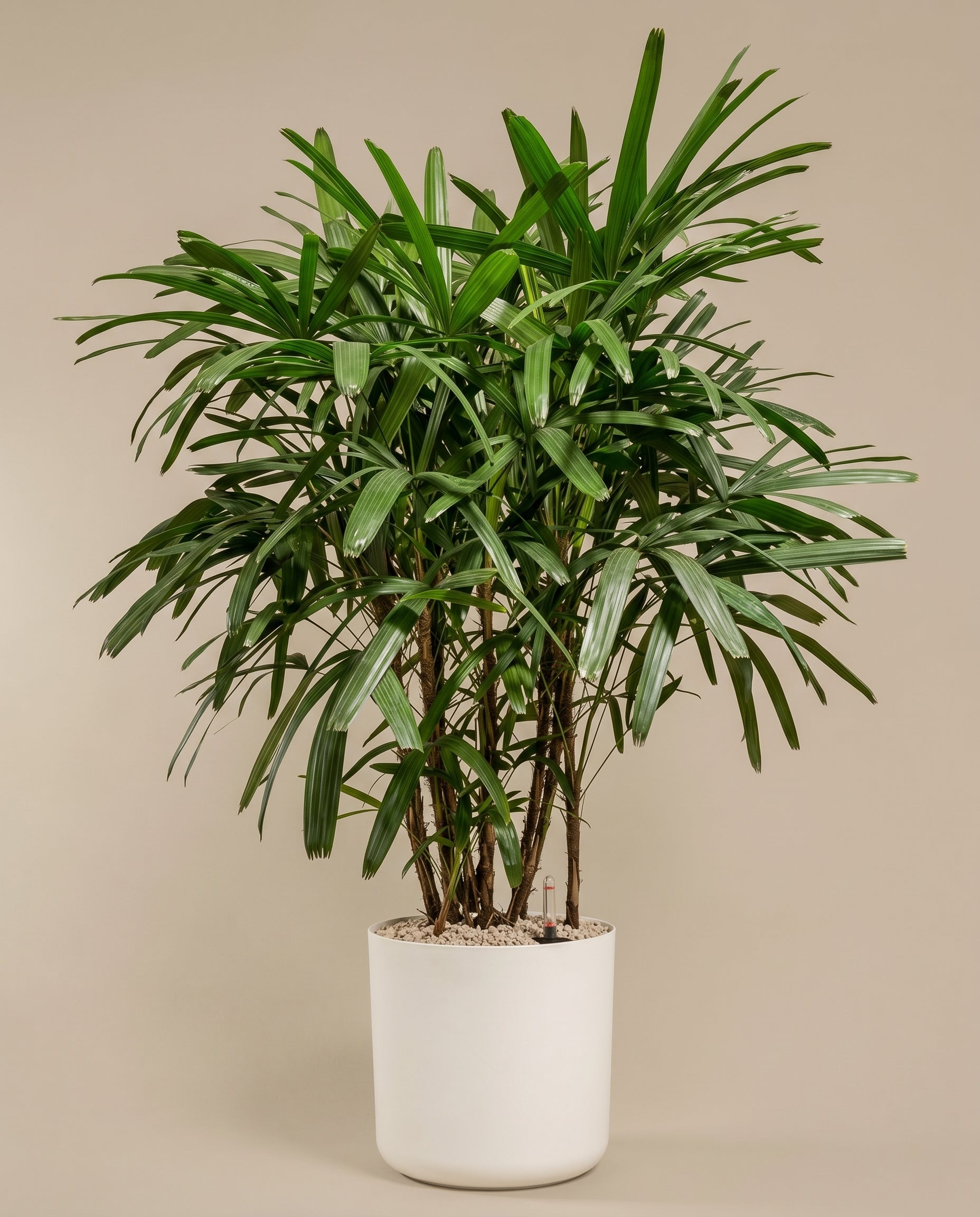 Eine große Steckenpalme XXL, bekannt als Rhapis excelsa, zeichnet sich durch üppige grüne Blätter vor einem beigen Hintergrund aus. Diese elegante Palme verfügt über mehrere Stämme und glänzende, längliche Blätter in einem einfachen weißen zylindrischen Topf.