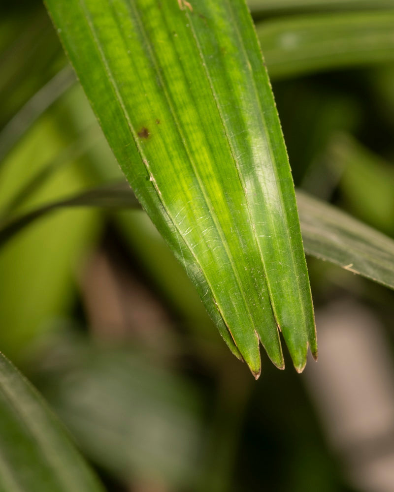 Nahaufnahme eines langen, schmalen grünen XXL-Blattes der Steckenpalme mit deutlich erkennbaren parallelen Blattadern und einer spitzen Spitze vor einem verschwommenen Hintergrund aus Grüntönen, der an eine natürliche Umgebung erinnert.