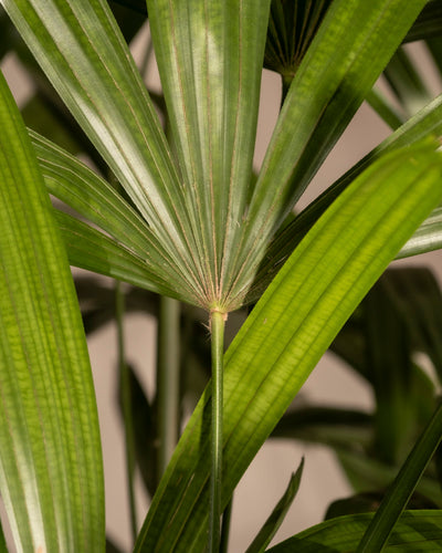 Nahaufnahme einer Steckenpalme XXL oder Rhapis excelsa mit fächerförmigen, gerippten grünen Blättern und einem zentralen Stiel. Das lebendige und üppige Blattwerk füllt den Rahmen mit seinem tropischen Aussehen.