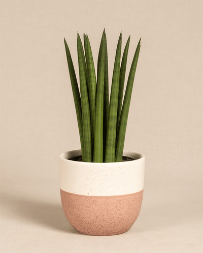Straight, eine Sansevieria cylindrica (Bogenhanf), hat hohe, aufrechte grüne Blätter und wird in einem weiß-rosa Keramiktopf vor einem schlichten beigen Hintergrund geliefert.