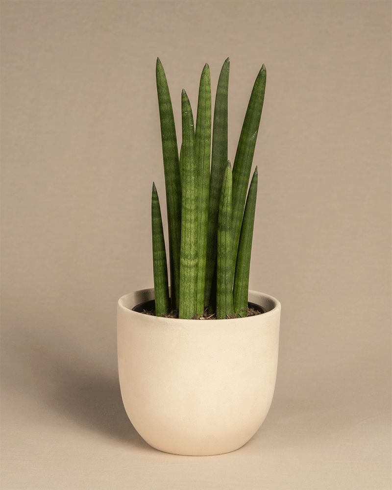 Ein minimalistischer beigefarbener Keramiktopf hält eine Straight mit mehreren hohen, schlanken, aufrecht stehenden grünen Blättern. Der Hintergrund ist in einem neutralen, hellbraunen Farbton gehalten, wodurch eine schlichte und elegante Komposition entsteht.